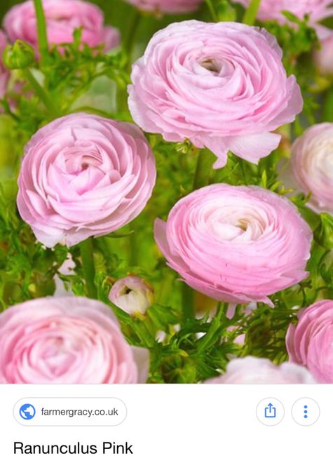 Quanto spendi per i fiori? 🤔🤔🤔 - 2