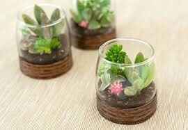 Bomboniere piante grasse accetto consigli! - 2