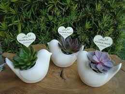 Bomboniere piante grasse accetto consigli! - 4