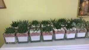 Bomboniere piante grasse accetto consigli! - 6