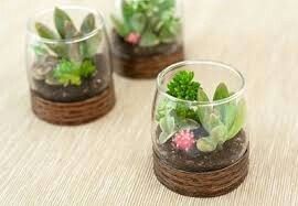 Bomboniere piante grasse accetto consigli! - 2