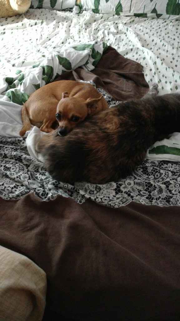  Matrimoni e animali! - 2