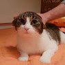 Lorenzo