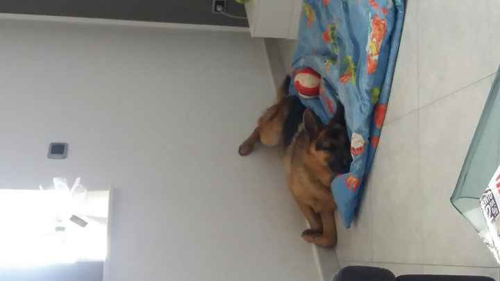 Compagno a 4 zampe? - 1