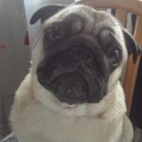 Le foto dei vostri animali - 1