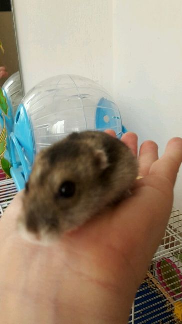 Le foto dei vostri animali - 3