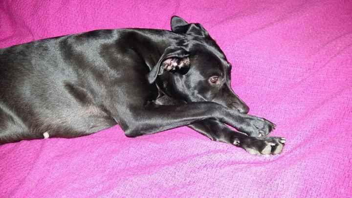 Sposine che convivono già - 1