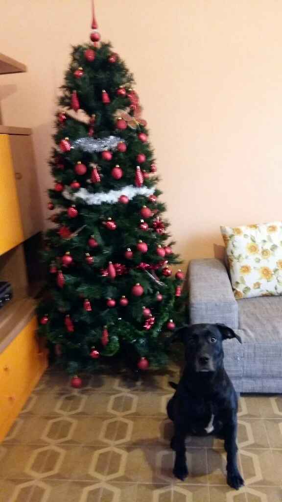 Albero di natale - 1