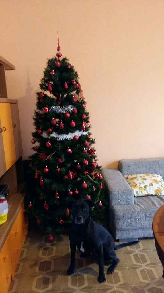 Ultimo anno di lavoro per il nostro alberello! - 1