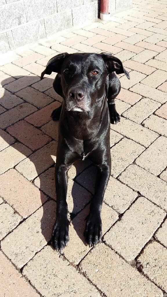 La cagnolina di famiglia - 1