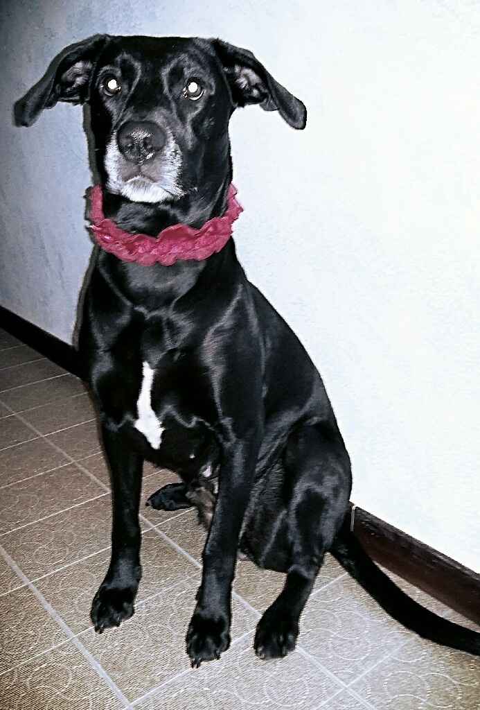 Too cute: i vostri amici animali - 1