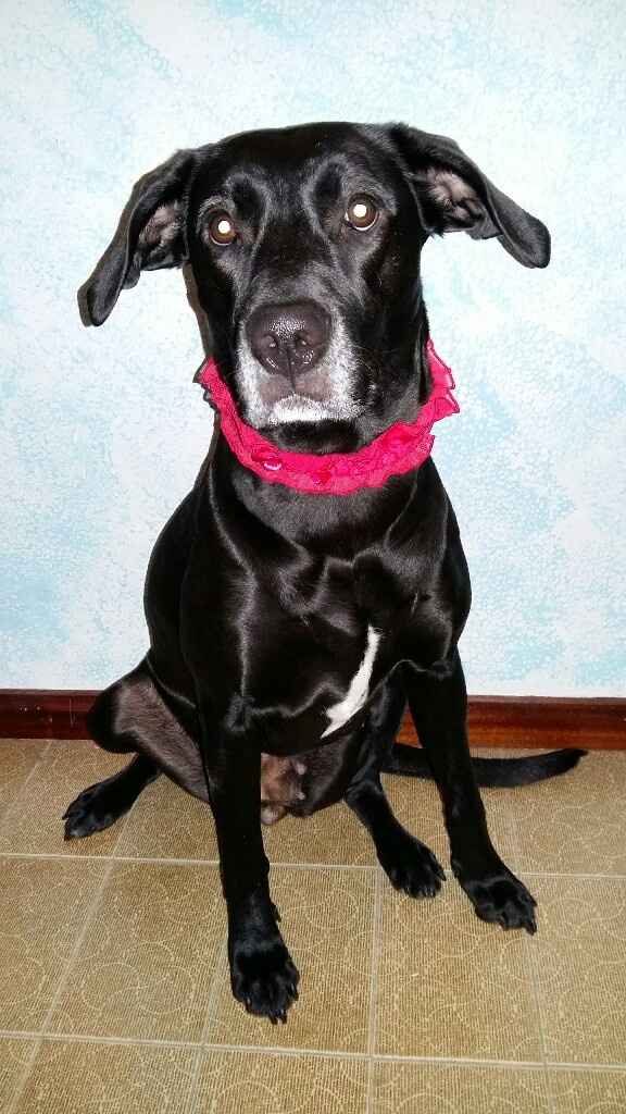 Da chi vi farete portare le fedi il giorno del si? - 1