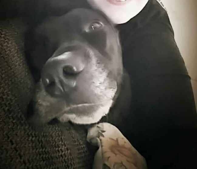 Cane al ricevimento! - 1