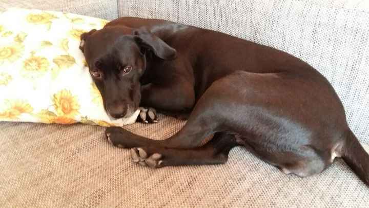 Vivere anche con un amico a quattro zampe... - 1