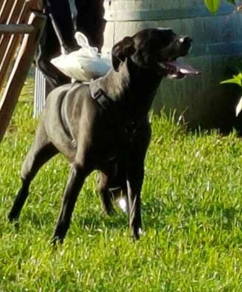 Finalmente sposi 15 maggio 2016 - 7