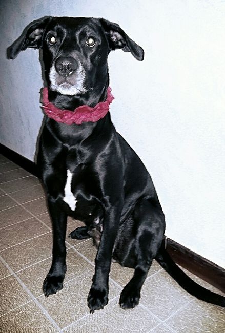 Too cute: i vostri amici animali - 1