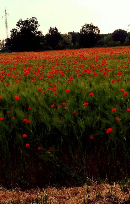 Maggio pazzerello, cerchi il sole e trovi... - 1