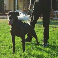 La nuova arrivata ?? - 1