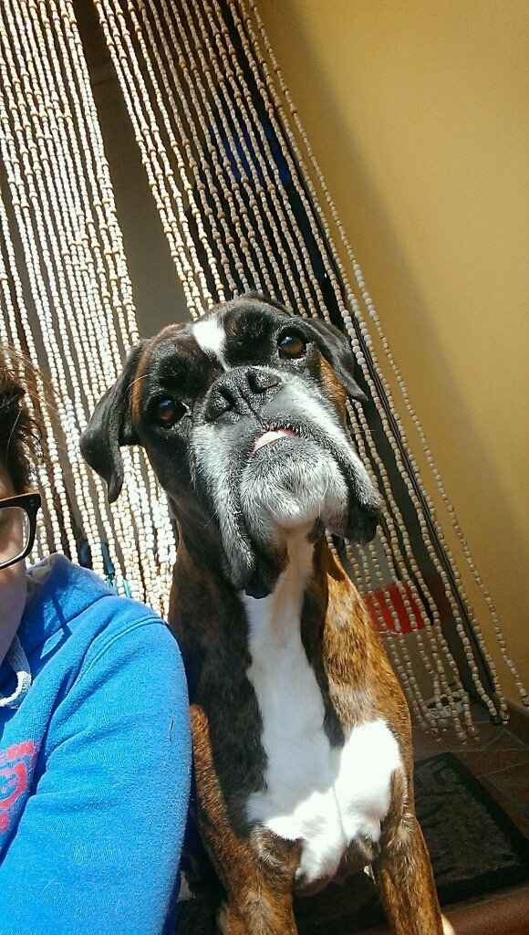 I nostri amici animali.. - 1