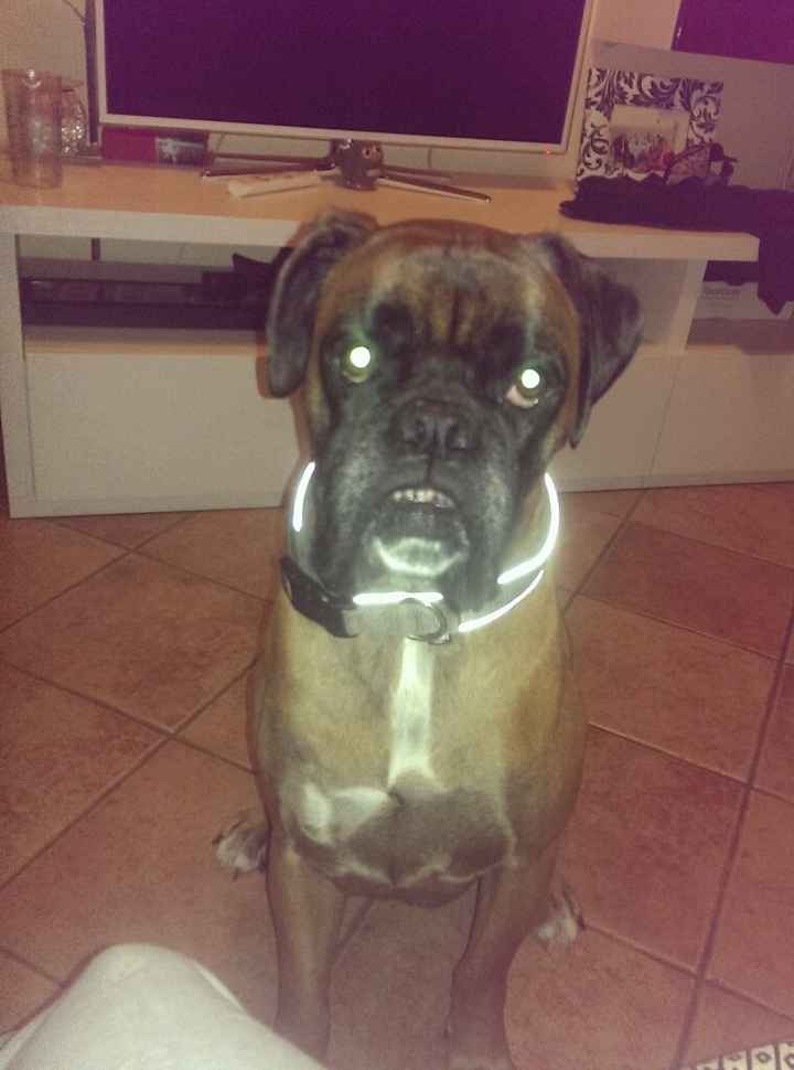 I nostri amici animali.. - 2