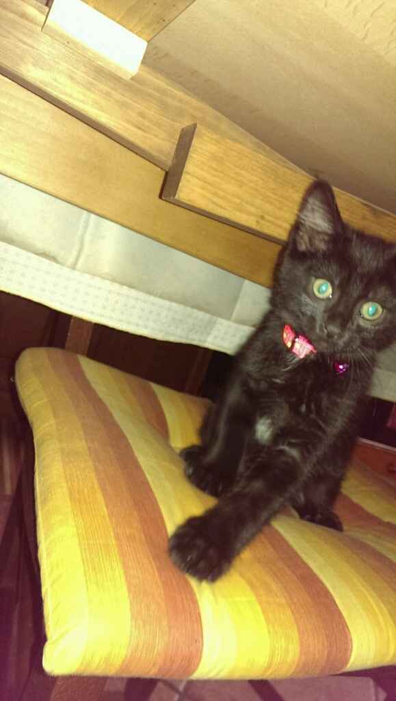 I nostri amici animali.. - 3