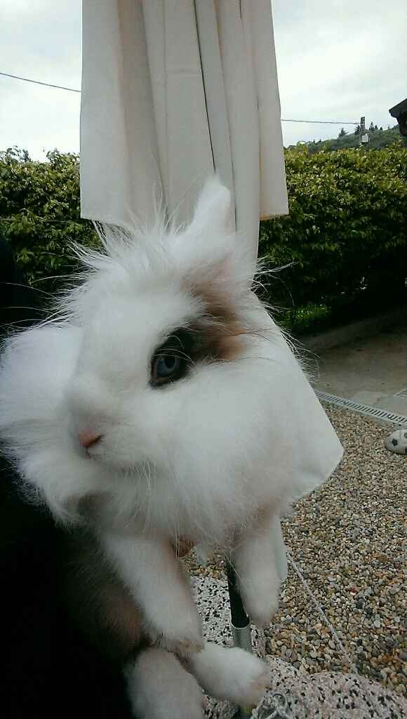 I nostri amici animali.. - 5