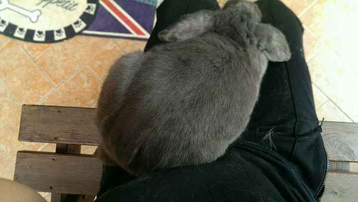 I nostri amici animali.. - 6