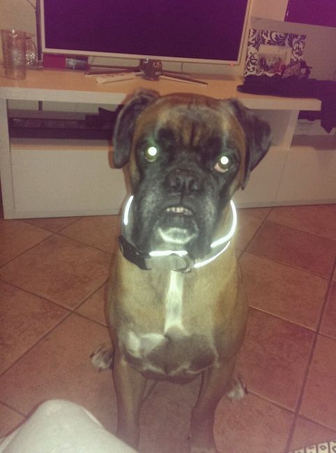 I nostri amici animali.. - 2