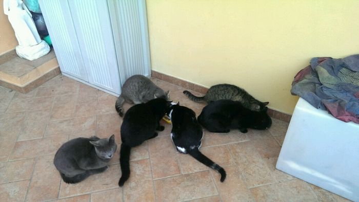 I nostri amici animali.. - 4