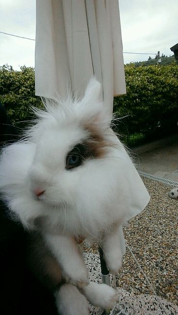 I nostri amici animali.. - 5