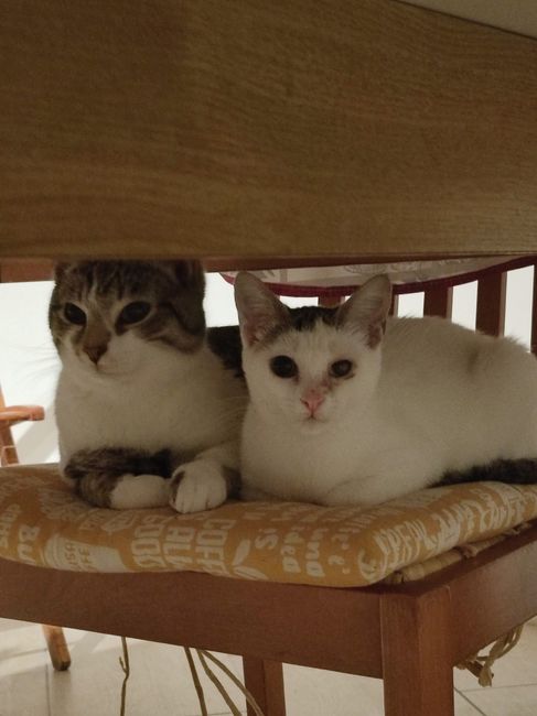 Matrimonio e giovane età 1