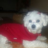 Prenderete un animale domestico? Quale? - 1