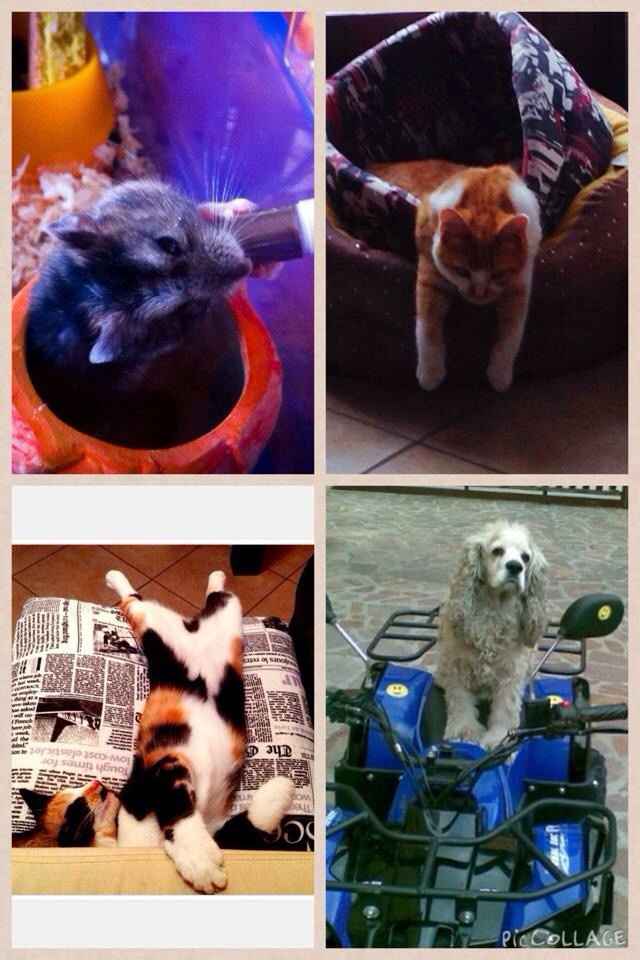 I nostri amici animali.. - 1