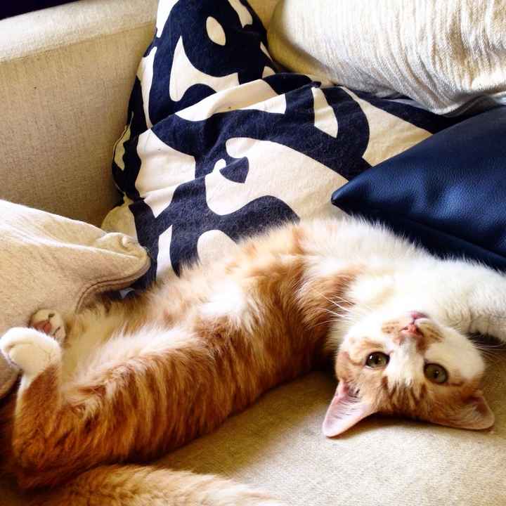 Too cute: i vostri amici animali - 2