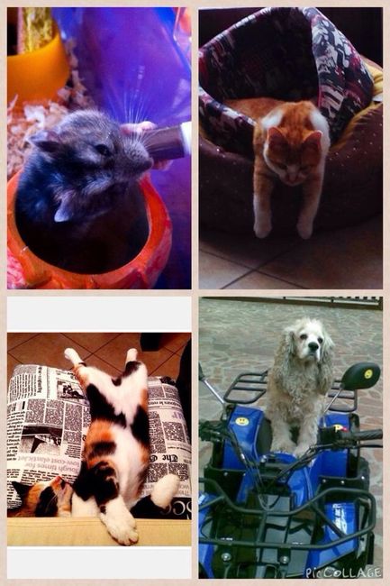 I nostri amici animali.. - 1