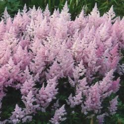 astilbe,