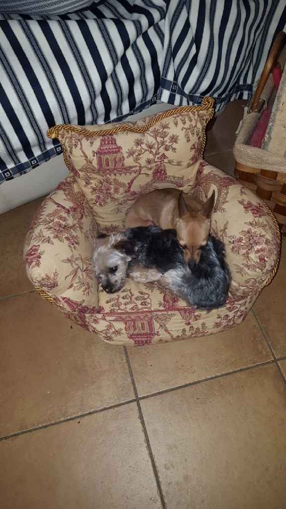 Convivenze pelose!🐶🐱🐹🐰 - 1