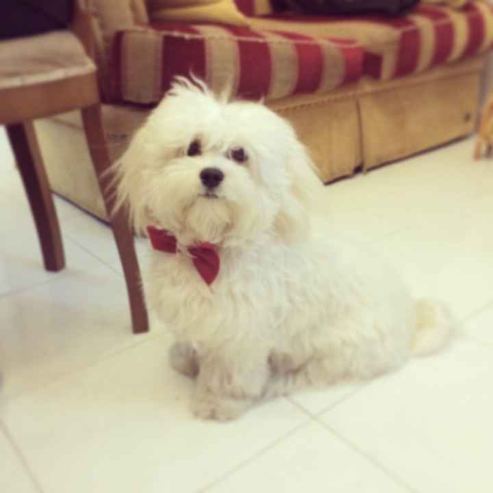 Cani e vestitini improponibili - 1