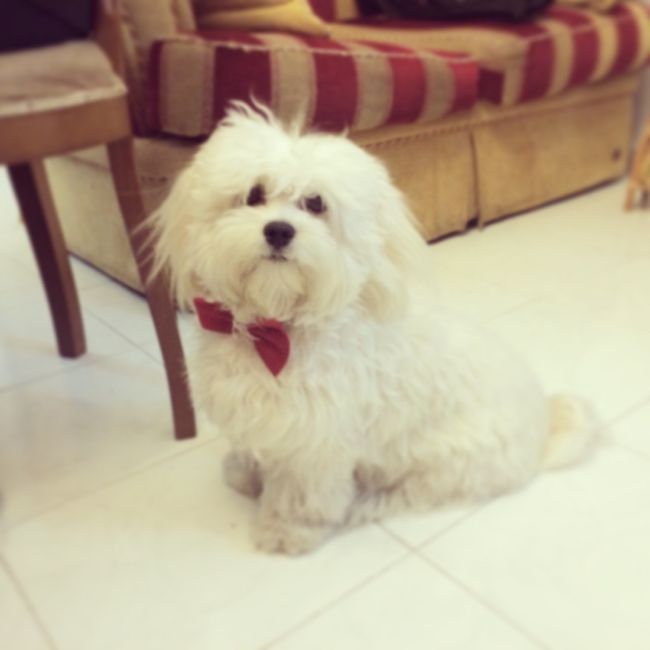 Cani e vestitini improponibili - 1