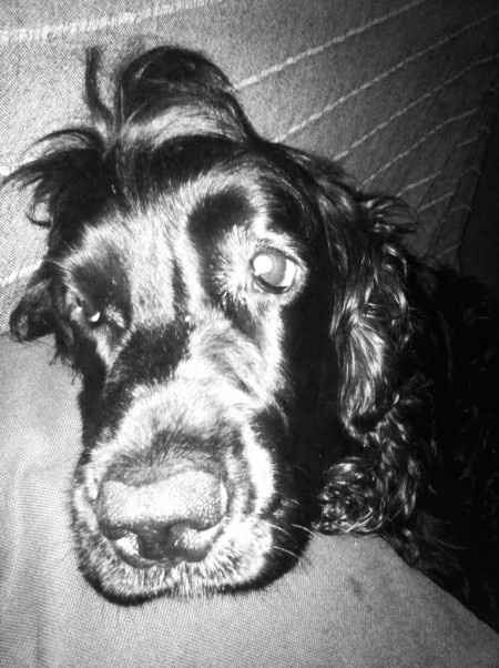 Matrimonio insieme all'amico a 4 zampe - 1