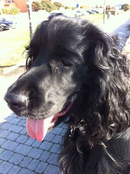 Le foto dei vostri animali - 1