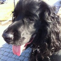 Le foto dei vostri animali - 1