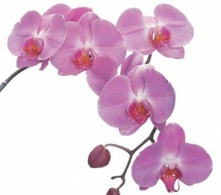 il mio fiore preferito