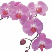 il mio fiore preferito