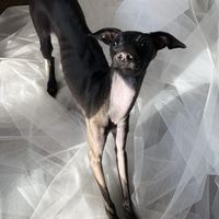 L'amore mio più grande - 1