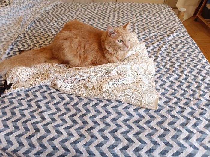 Matrimonio e animali❤️ 10