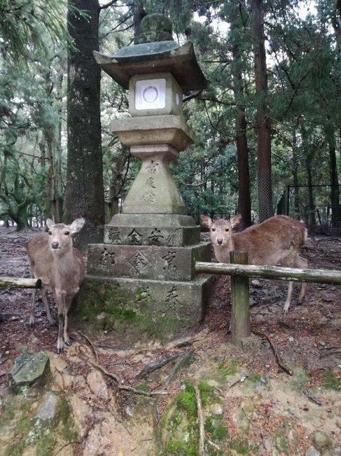 Viaggio di nozze Giappone! - 1