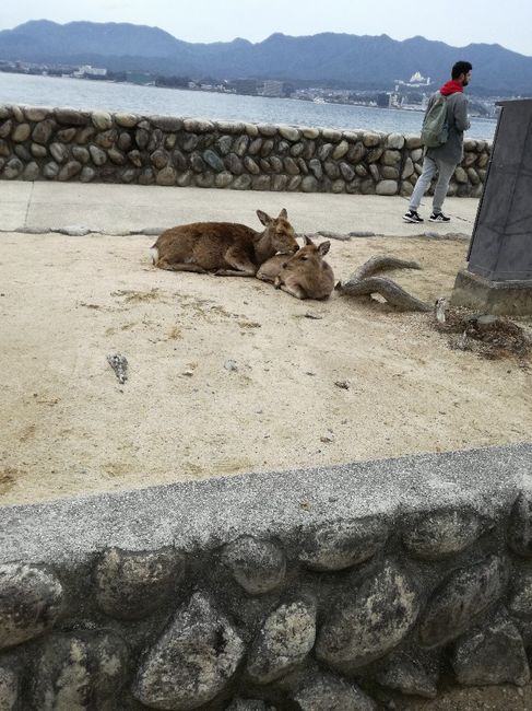 Viaggio di nozze Giappone! - 3