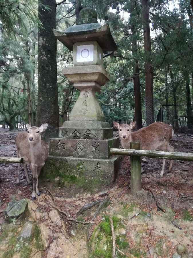 Viaggio di nozze Giappone! - 1