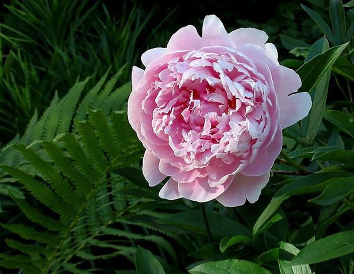 Scelta fiori - 1